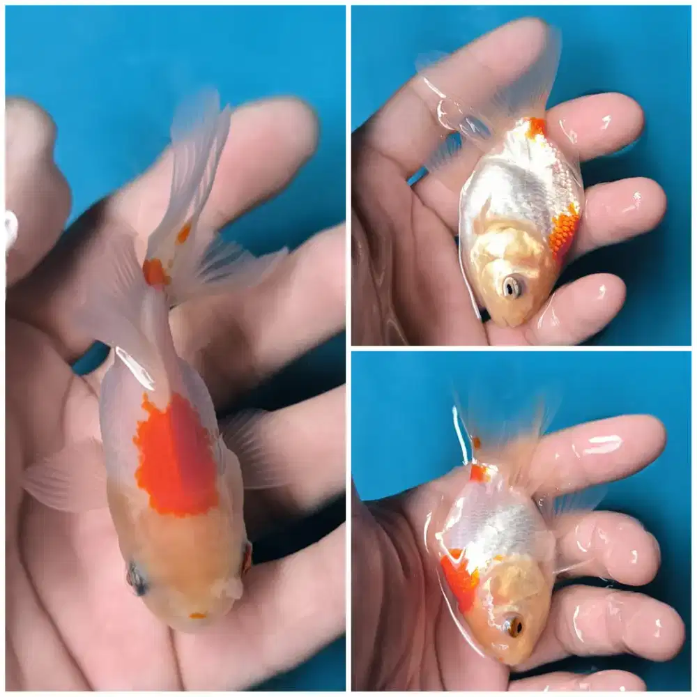 Ikan mas Koki Oranda