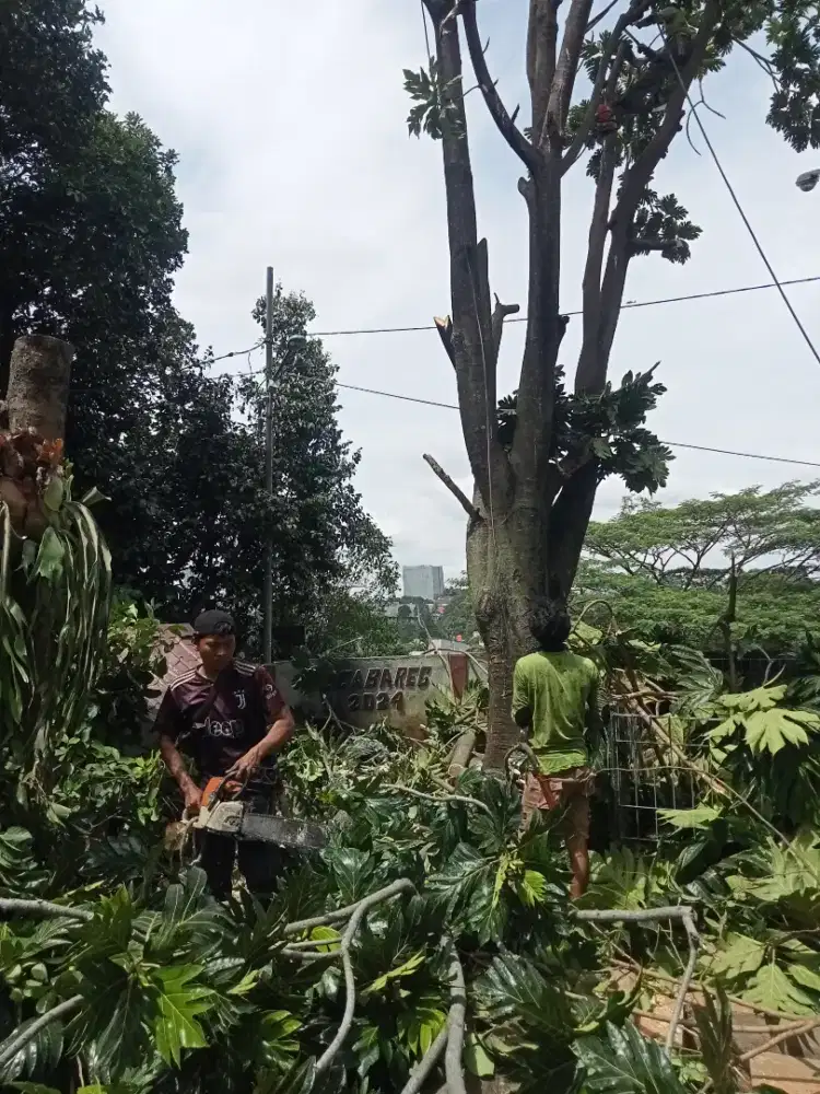 Jasa penebangan pohon dan lain