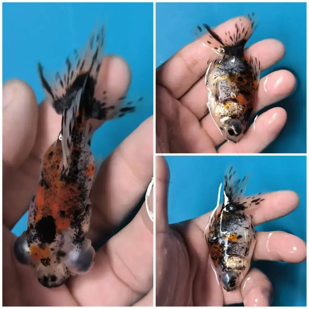 Ikan mas Koki telescope Eye