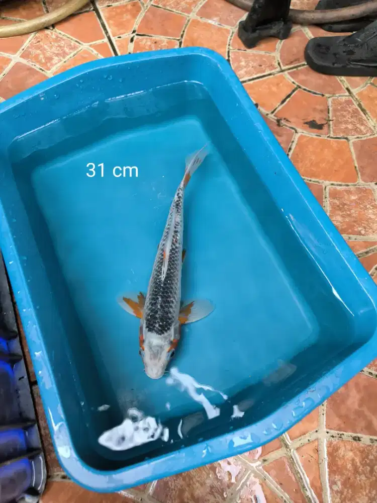Ikan Koi Asagi Tulungagung