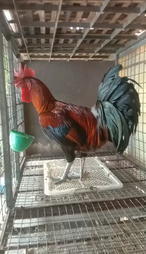 Ayam Pelung Super Jumbo