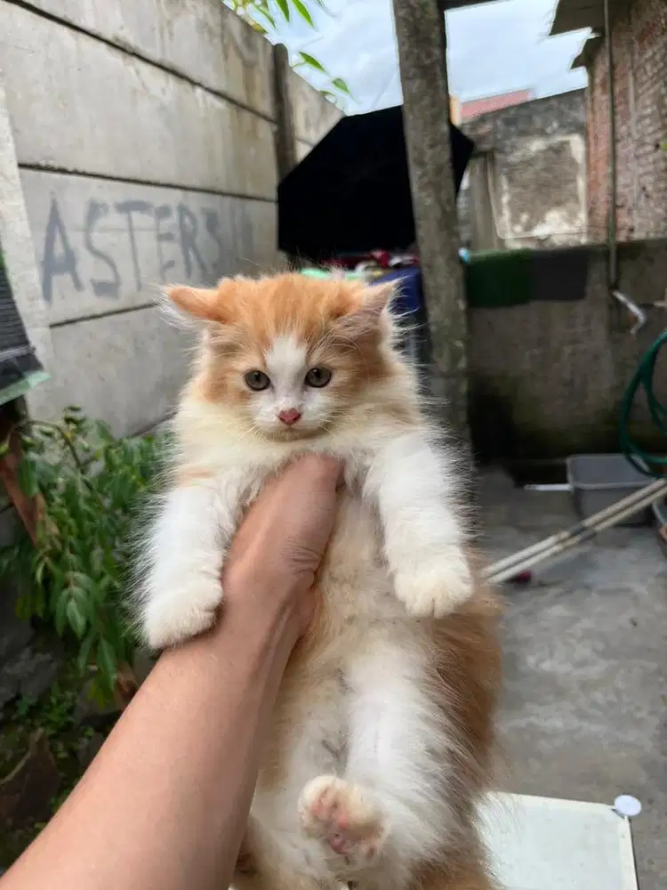 Kucing Kitten Persia Jantan & Betina