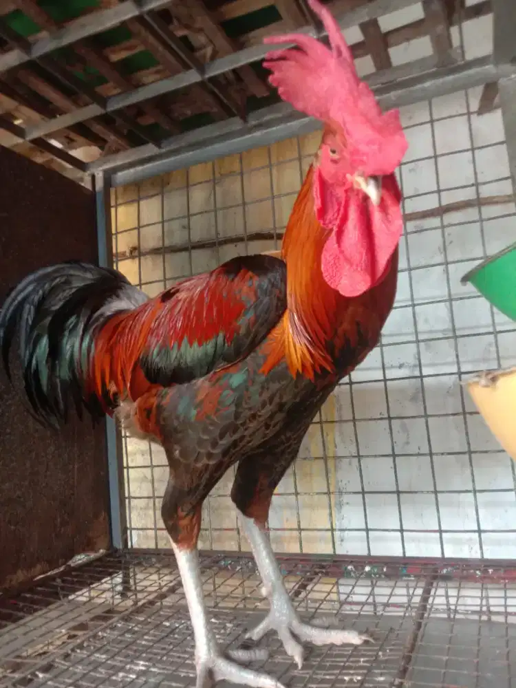 Ayam Pelung Merah Hitam