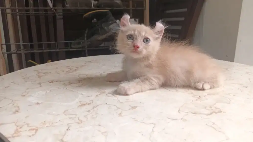 American curl cream jantan 2 bln