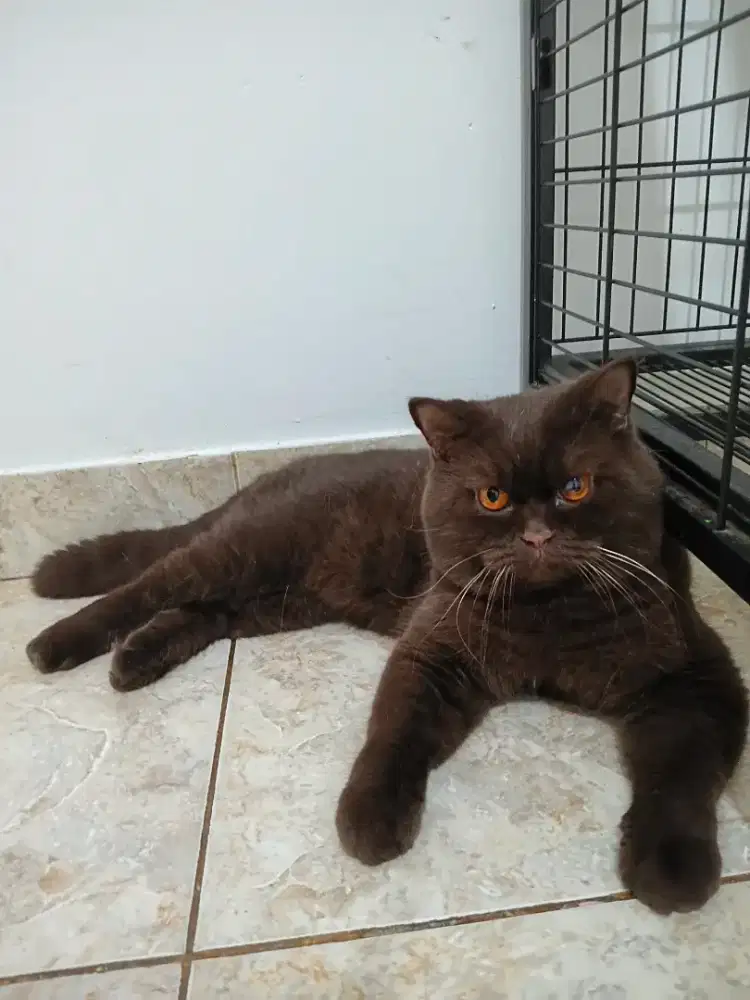 British Short Hair Choco