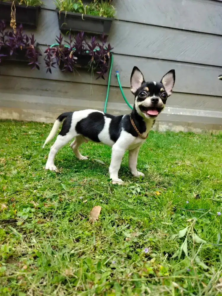 Chihuahua Jantan Stambum Perkin