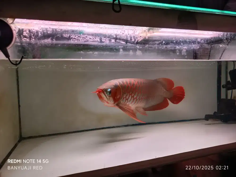 Ikan arwana super red