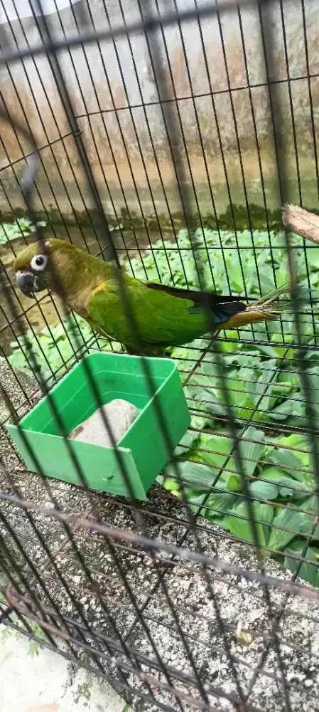 Burung sun counure hybird