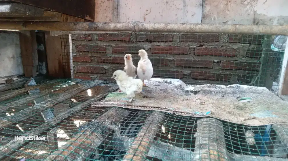 Anak ayam kate. Umur duabulanan