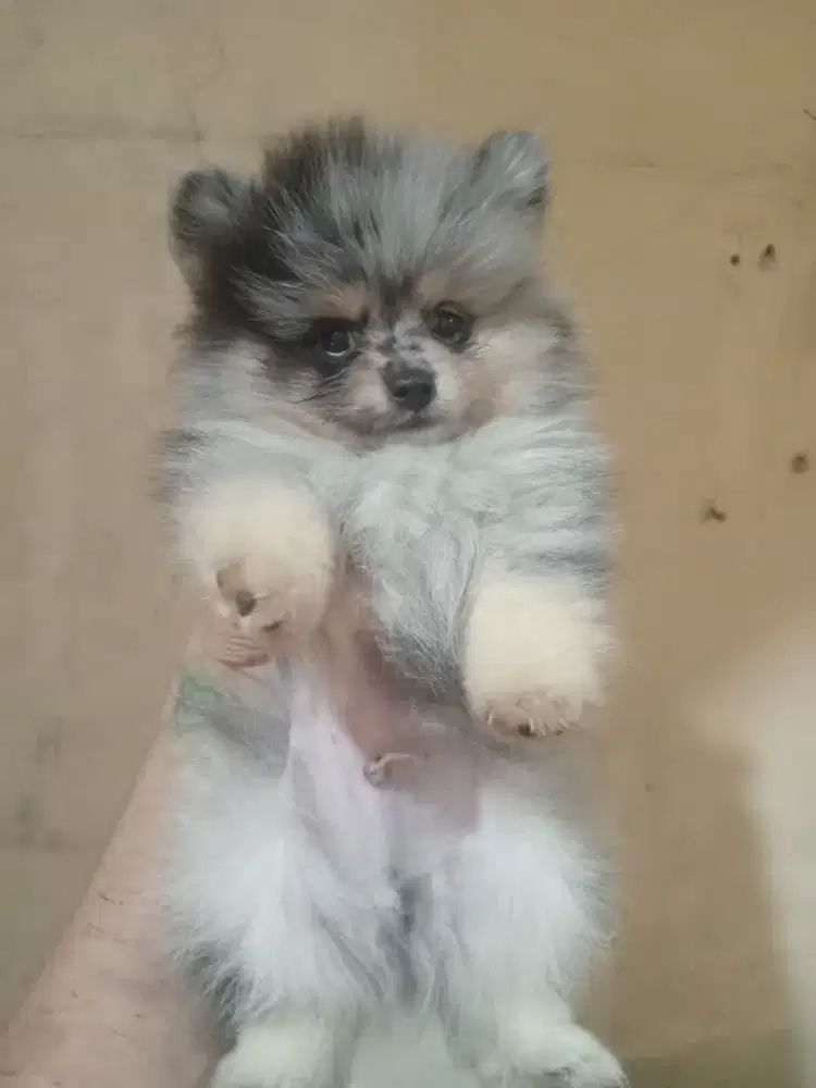 SALE PUPPY MERLE JANTAN