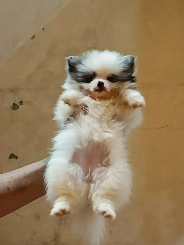Puppy Minipom MeRLe NeGo