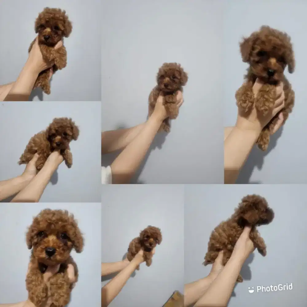 SALE PUPPY RED PODDLE JANTAN