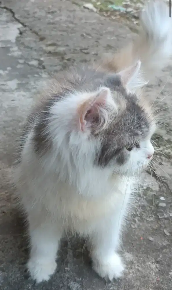 kucing persia longhair bogdone