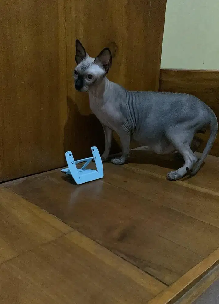Sphynx jantan 16 bulan