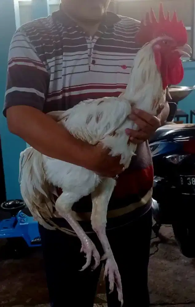 Ayam Jago Pelung ukuran Jumbo Harga [NEGO]