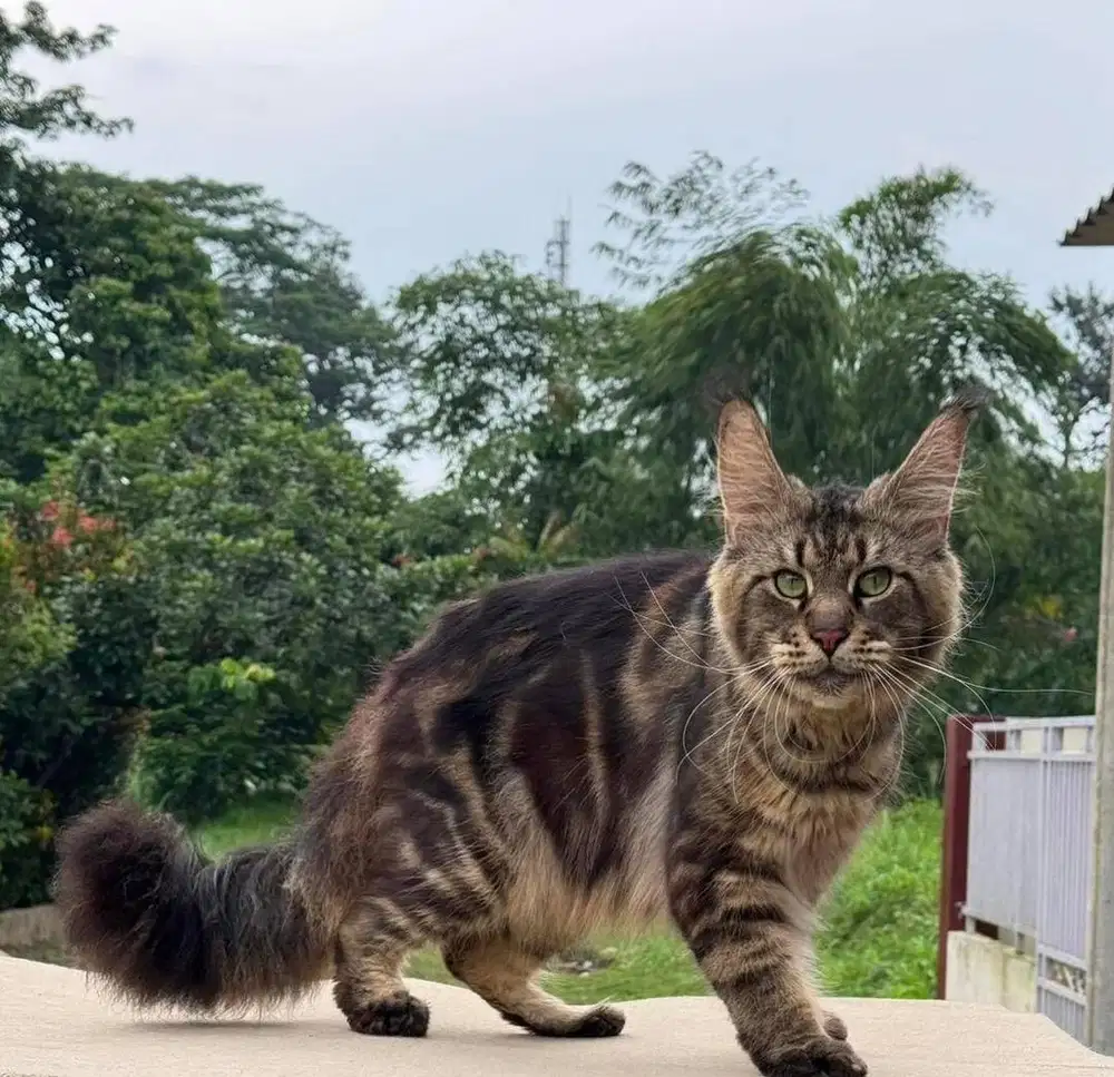 mainecoon jantan open pacak