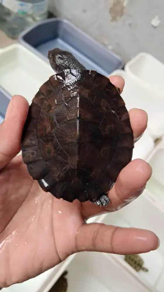 Kura kura dada pink atau dapink, bukan RES/brazil