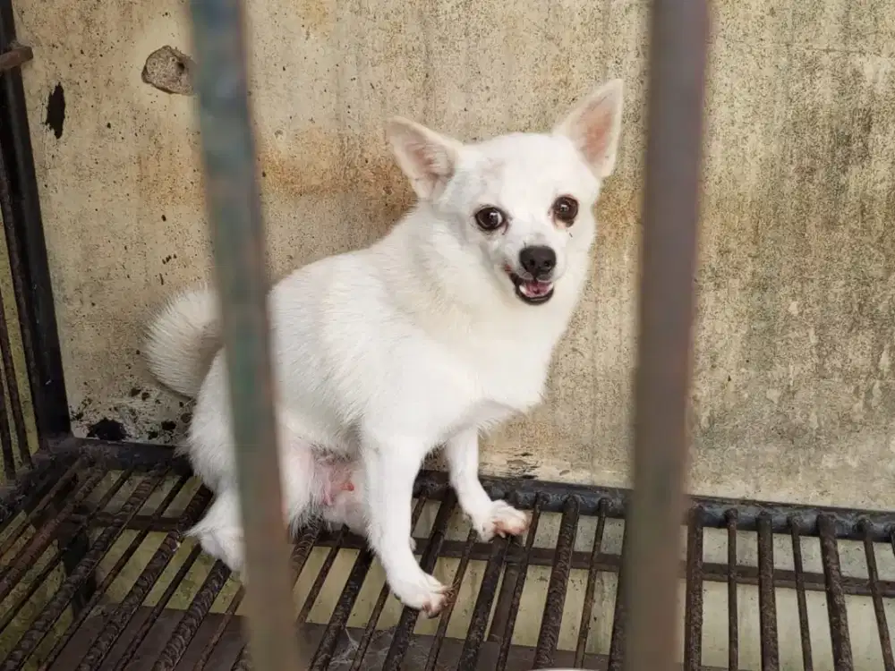 Anjing chihuahua mix minipom
