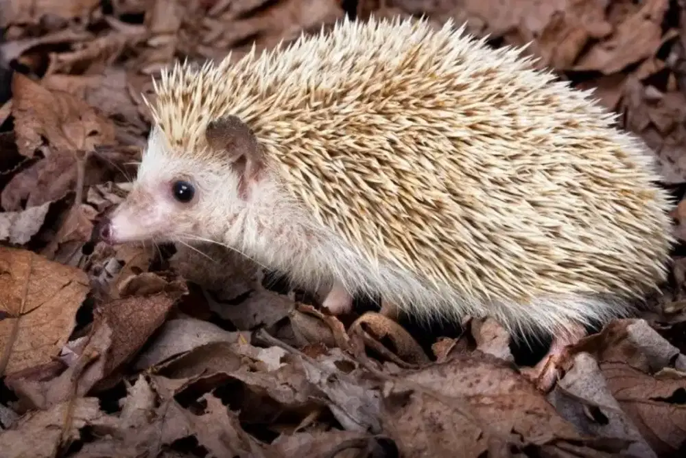 Landak Mini Hedgehog