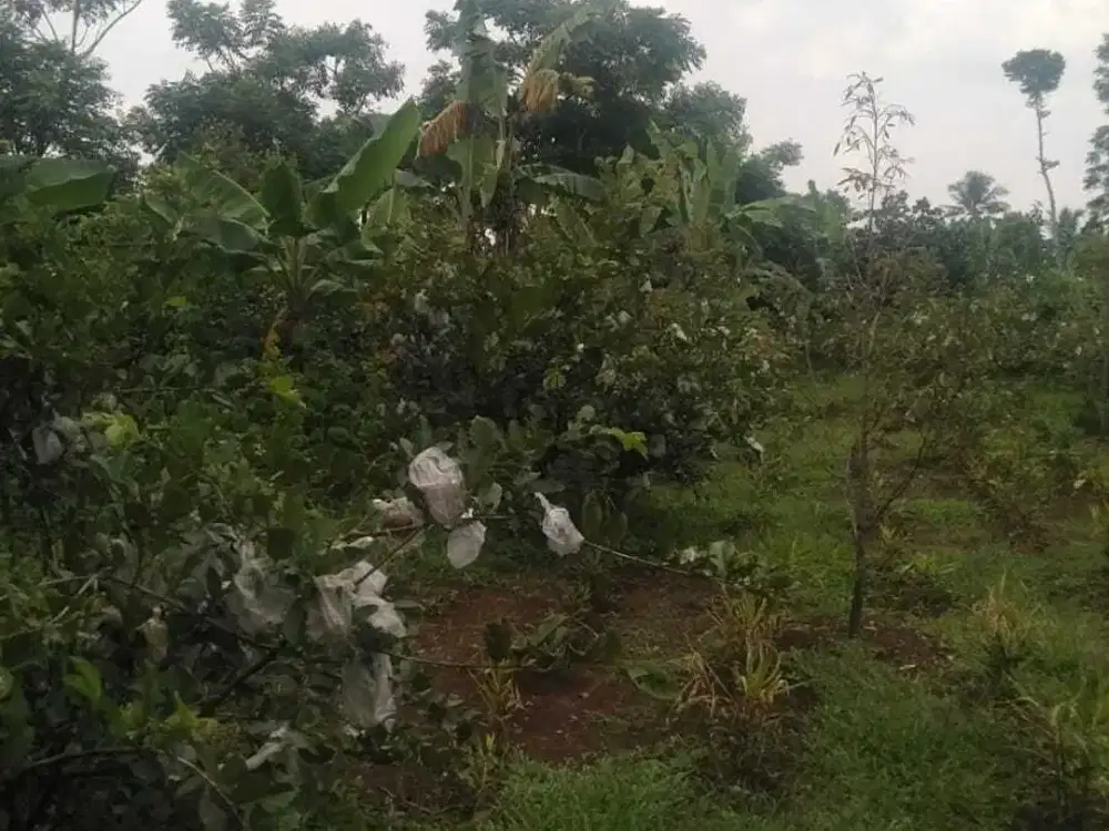 Lahan Tanah di Cibitung Nagog Bogor Jawa Barat