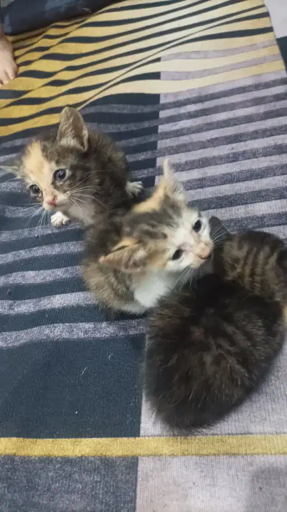 Anak kucing tolong di adopsi .. kasian