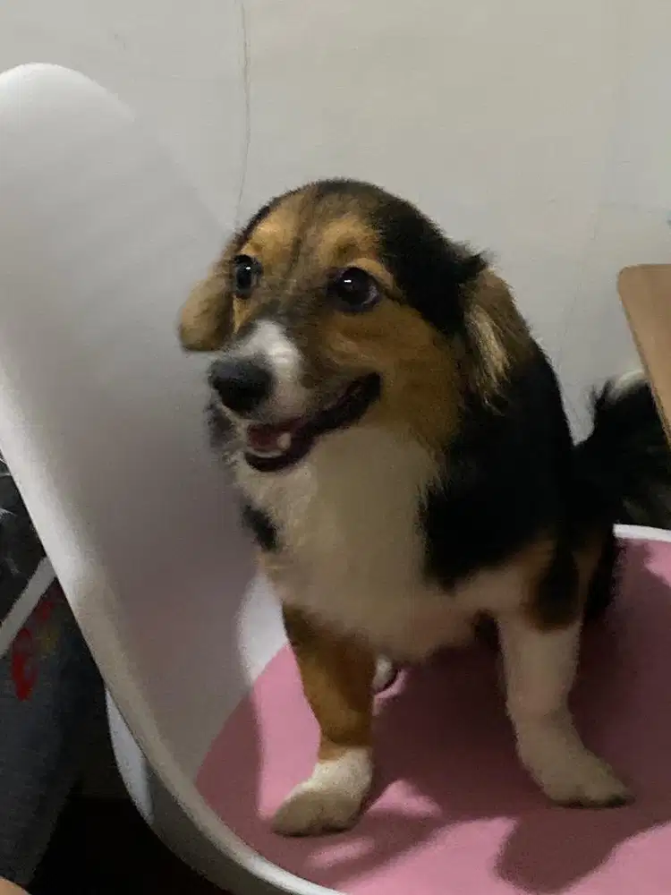 Dijual anjing corgie campuran terrier