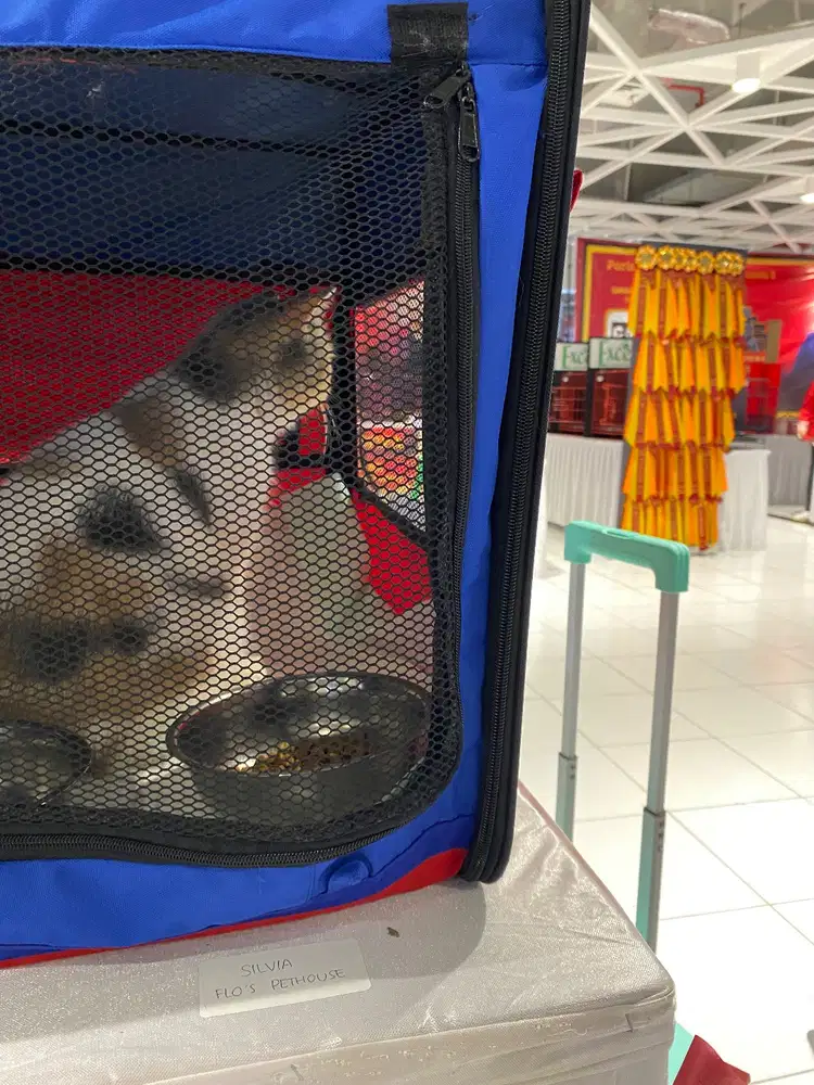 Kucing super langka CALICO JANTAN