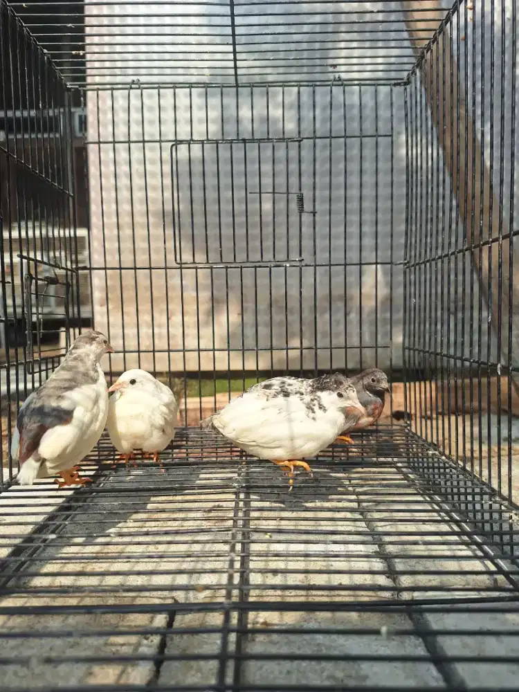 Puyuh batu / puyuh hias