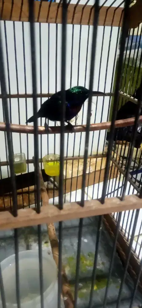 BURUNG KING KONIN EX MASTERAN