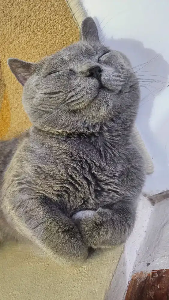 Kucing bsh nonped jantan