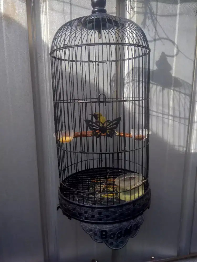 Sogon penghisap madu gacor