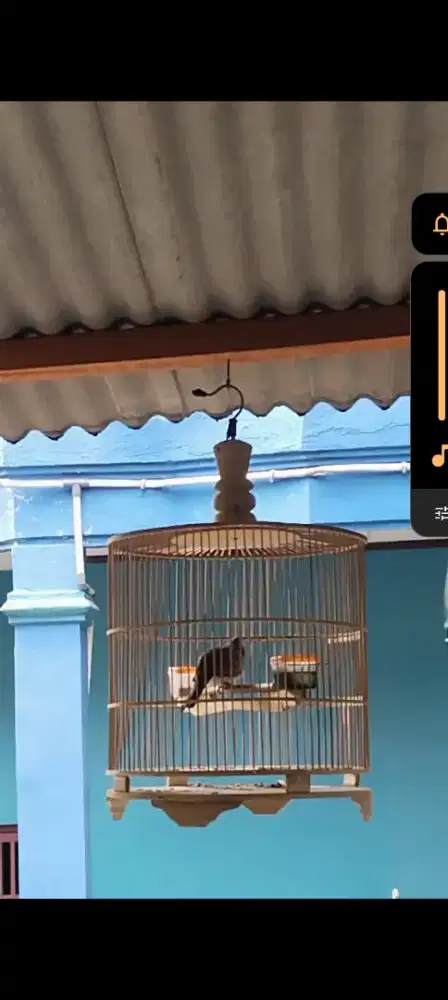 Burung perkutut bangkok jantan