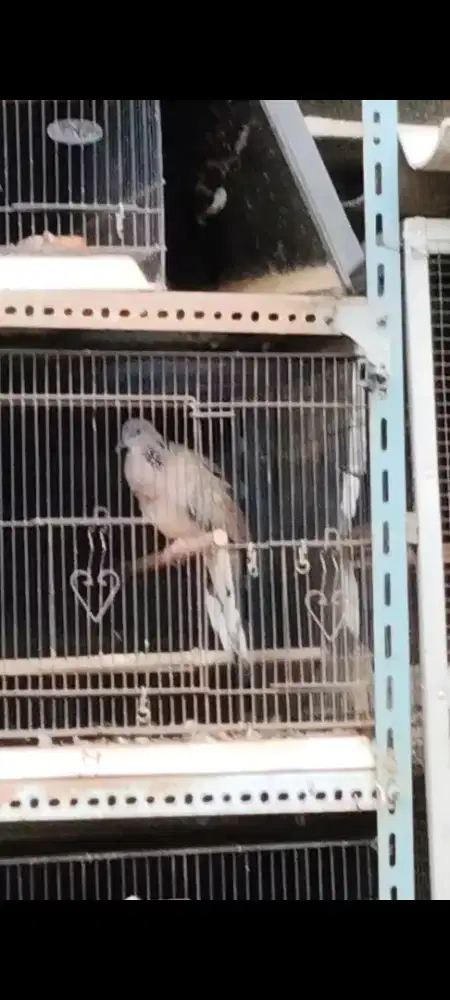 Burung derkuku lokal kuk 3,sandung 4.