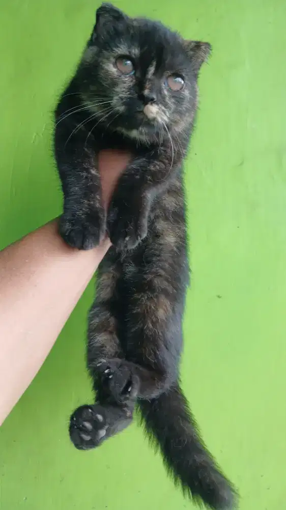 Kucing Betina SCOTTISH Single Fold PURE 3.5 bulan