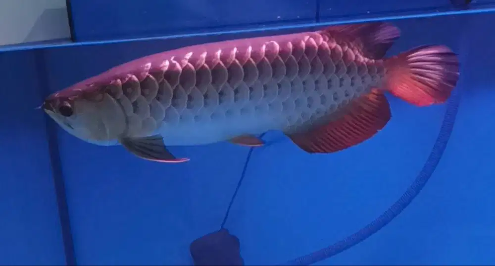 arowana golden malaysian di Medan.