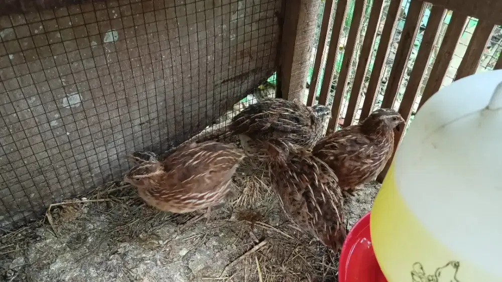 BURUNG PUYUH PETELUR 11 ekor