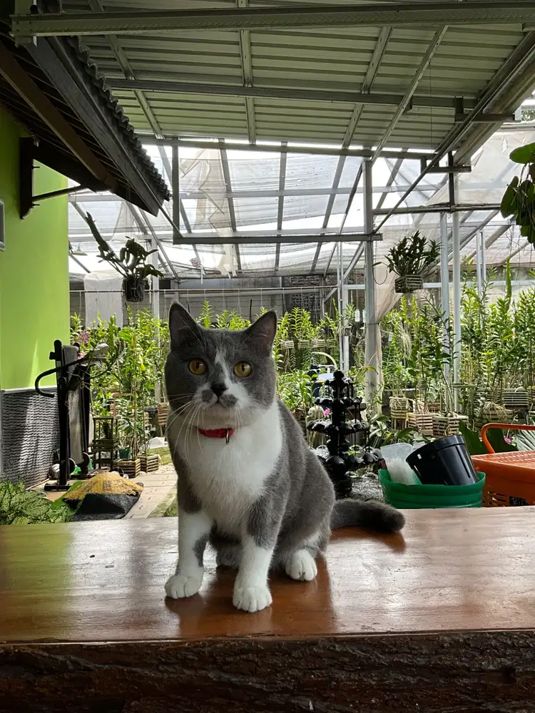 British short hair bicolor (pacak only)