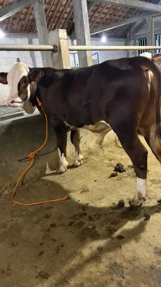 Hewan qurban sapi dan kambing