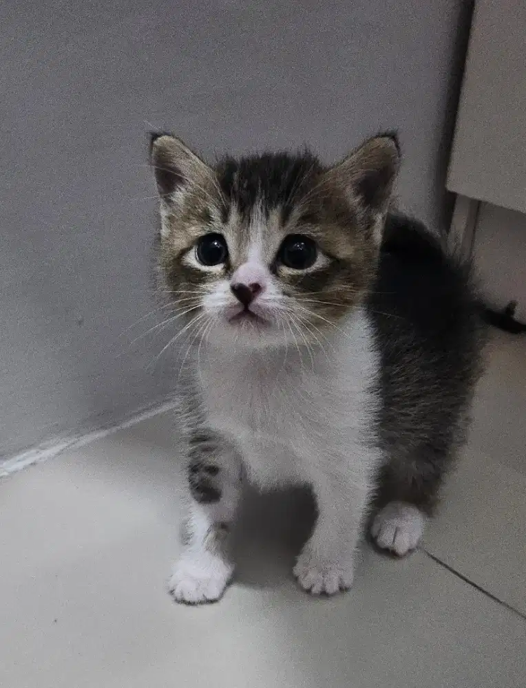 BSH x Munchkin Kitten