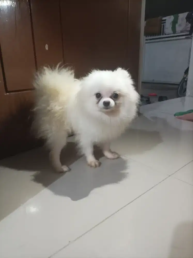 Minipom tiny teacup snow white