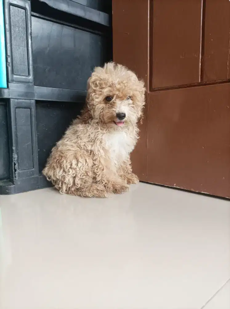 Poodle puppies jantan