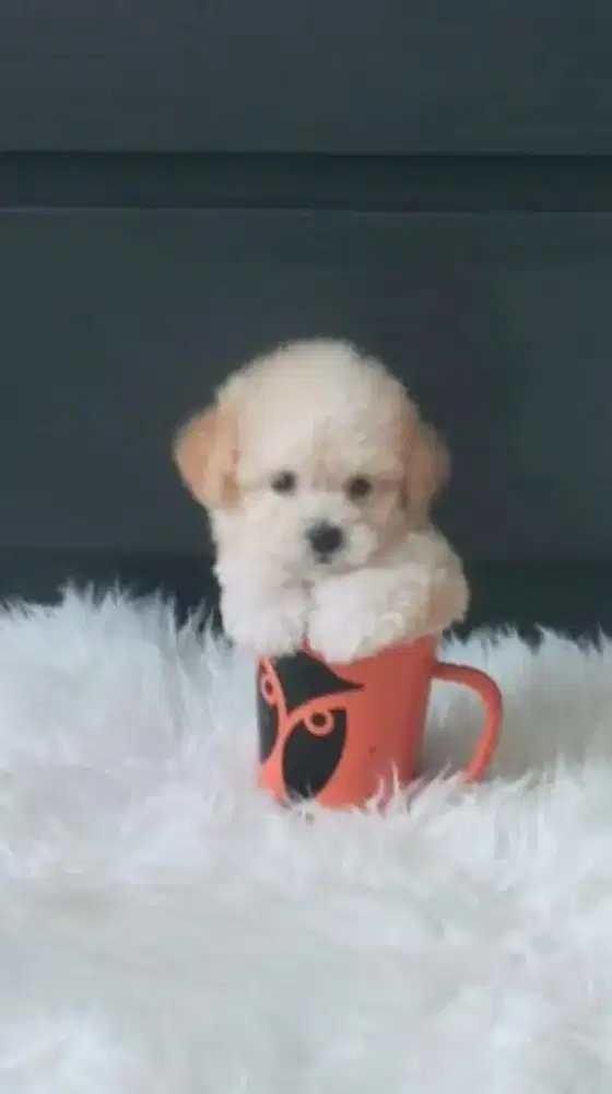 Poodle Super tiny apricot