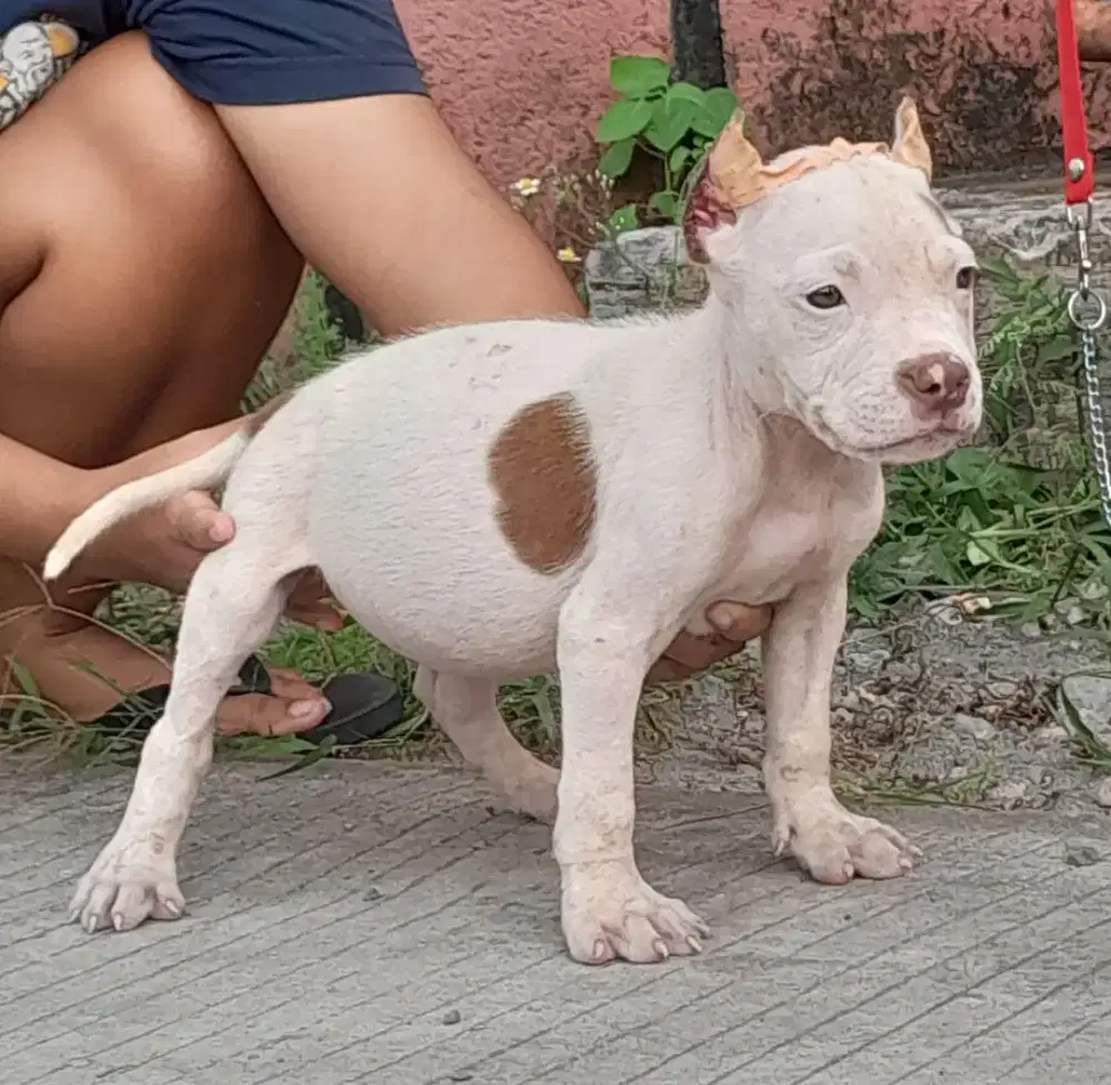 Anjing puppy Pitbul