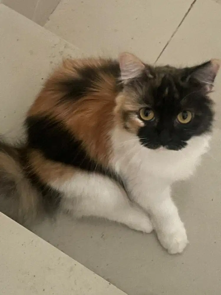 Kucing persia calico betina