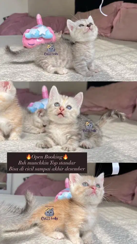 BSH MUNCHKIN TOP STANDART