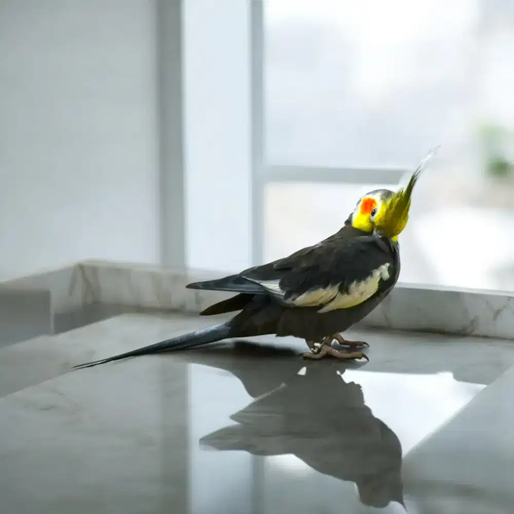 Falk Jinak Bawel Siul