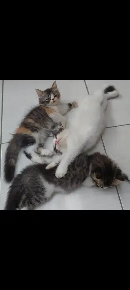 Kucing Kitten Persia