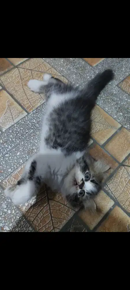 Kucing Kitten Persia