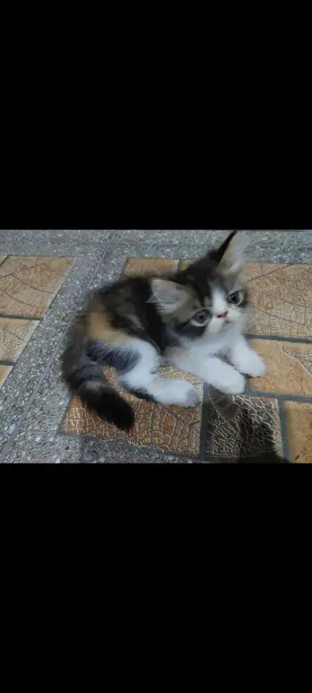 Kucing Kitten Persia
