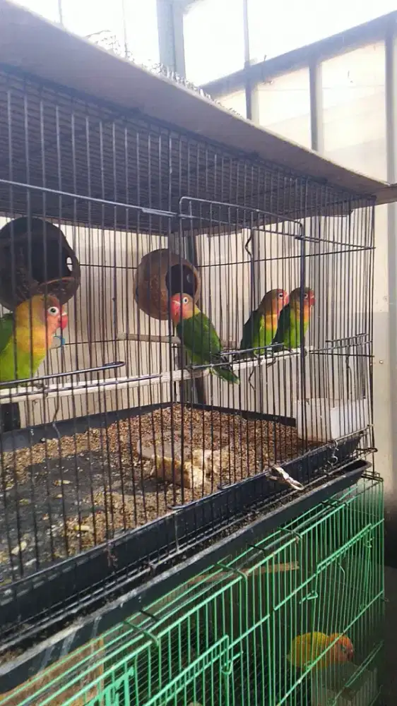 Love bird parih merah